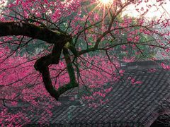 -杭州植物园