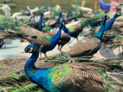 -西双版纳原始森林公园