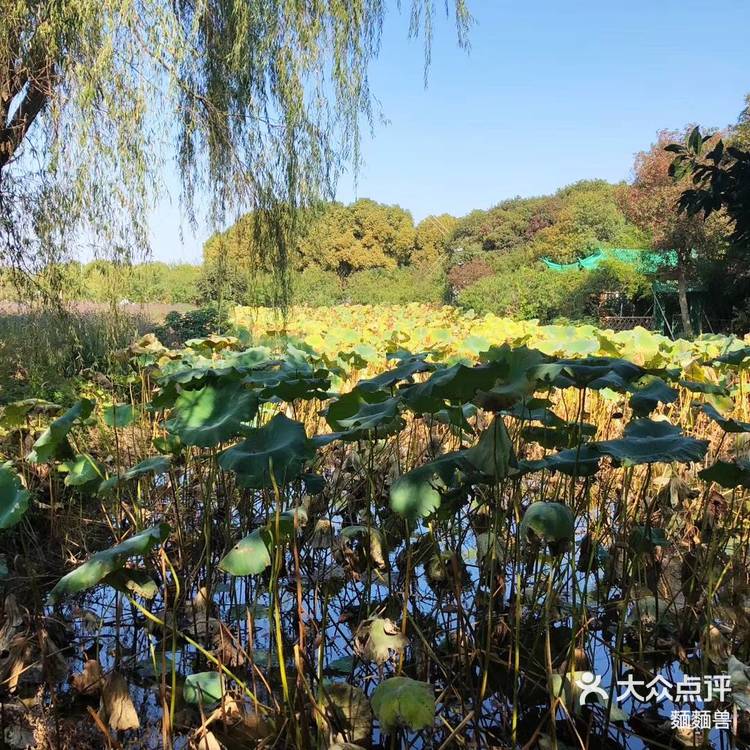 苏州阳澄湖美人腿半岛游玩攻略