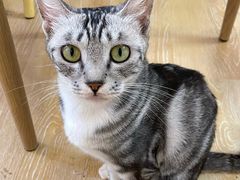 -猫咪派对(江南西店)