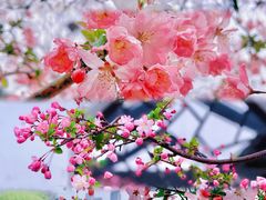 -莫愁湖公园