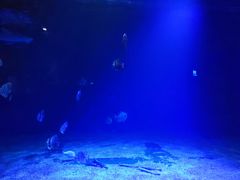 -石家庄海洋公园