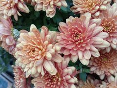 -螃蟹岬(地铁站)