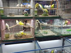 -青石桥花鸟鱼虫市场(叠翠城店)