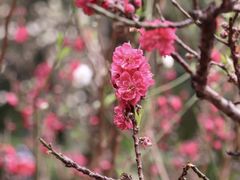 -桃花涧