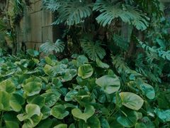 -中国科学院西双版纳热带植物园