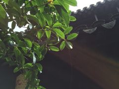 -岭南小生·粤港点心(华新旗舰店)