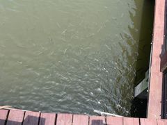 -荷塘月色湿地公园·向阳花洲