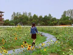 -杭州湾海上花田景区