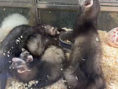 -青石桥花鸟鱼虫市场(叠翠城店)