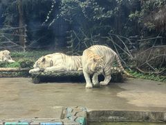 -贵州森林野生动物园