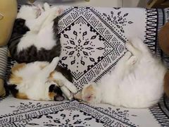 -平行世界·猫咖(首经贸店)