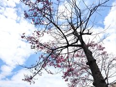 -白鹭洲公园