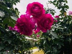 -人民公园(罗湖区)