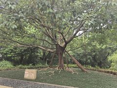 -莲花山公园