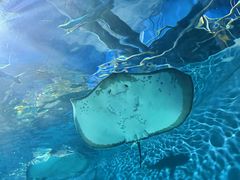 -上海海洋水族馆