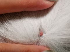 -美联众合动物医院·24h转诊中心