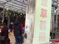 -青浦采草莓天天草莓园