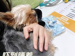 -伟伟宠物医院·CT影像中心·瑞派犬猫综合性门诊(汉口总院)
