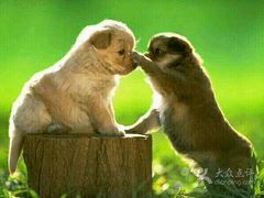 -西涌国际滨海旅游区