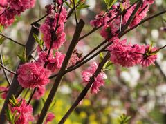 -南汇桃花村