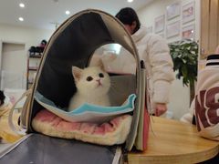 -柚子猫舍·精品猫舍购猫·猫咪认养·购宠·宠物店