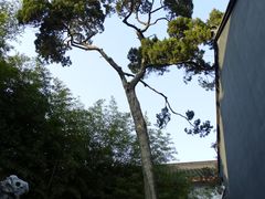 礼拜大殿北侧桧柏古树-松江清真寺