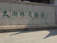 -林屋梅海青梅保护基地