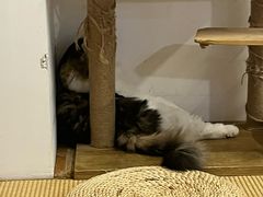 -柴迷FANS CLUB·柴犬狗咖·猫咖