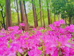 -徐家汇源景区-衡山公园