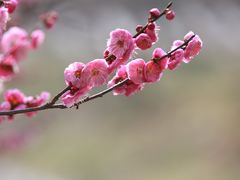 -花开海上生态园