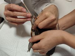 -瑞派·关忠动物医院·异宠专科·犬猫肿瘤·皮肤专科(望京店)