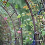 杭州初夏打卡必去万国花园[糖果]欧洲花园小镇即视感