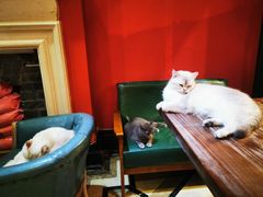 -猫色咖啡·猫咖