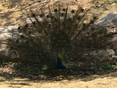 -泉州海丝野生动物世界