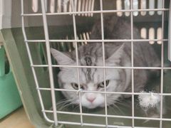 -喵百万·布偶·蓝金金渐层英短·猫舍(百子湾店)