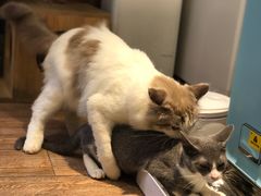 -more than meow吴止猫主题餐厅(承德 中船汇店)