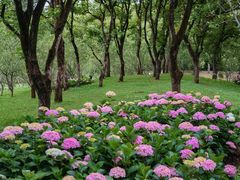 -上海共青森林公园