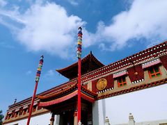 -塔尔寺菩提树