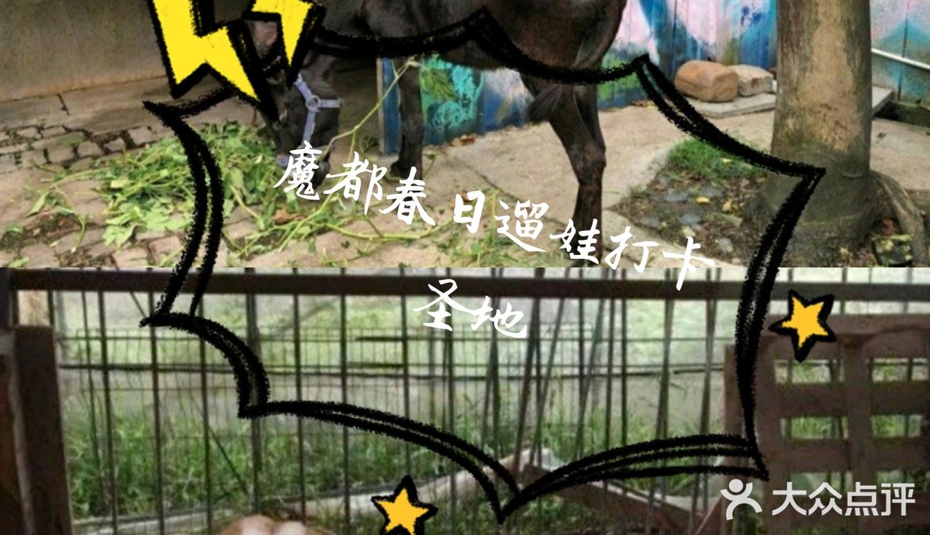 春日遛娃打卡佘山