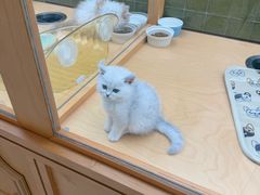 -帕帕拉兹宠物(亚洲旗舰店)