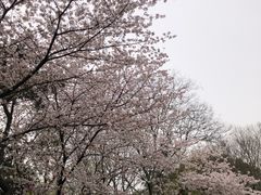 -红梅公园