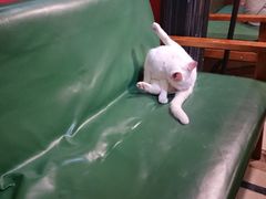 -猫色咖啡·猫咖