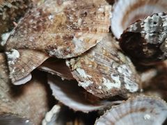 -宾朋海鲜美食餐厅·特色美食(兴海路店)