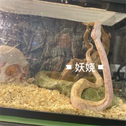 点击看大图 -MDZ STORE·TATTOO·耳饰