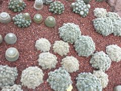 -南通洲际绿博园