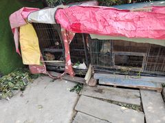 -小鱼草莓采摘园农家乐·小鱼餐厅