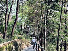 -铁山坪森林公园