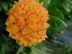 -三亚凤凰水城凯莱度假酒店