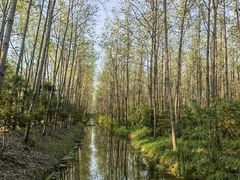 -合肥滨湖国家森林公园